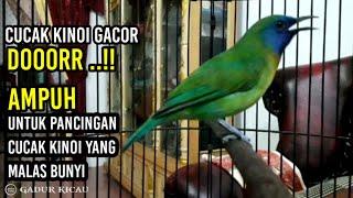 burung cucak kinoi gacor AMPUH untuk pancingan