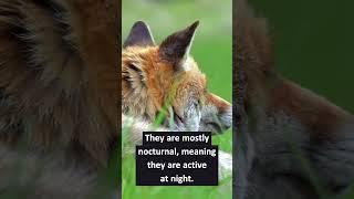 EXPAND Your English Skills with Amazing FOX Facts? 