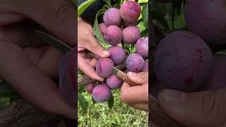 Best relaxing fruit tree farming  Oddly satisfying fresh fruit  Fruit Ninja Harvesting #555