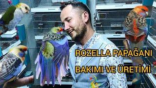 ROZELLA PAPAĞANI BAKIMI VE ÜRETİMİ