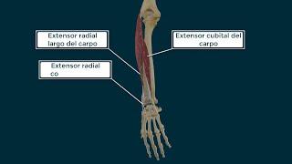 Músculo Extensor Cubital del Carpo. Origen Inserción Función e Inervación