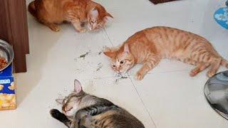 What does catnip do to cats?  Its Catnip Pawty CatsLifePH