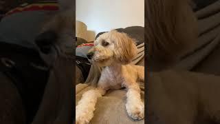 RAISE YOUR HAND NOW  #funny  #honeylove #comedy #lyricprank ##puppy #honey-love #dog