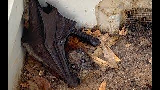 Rescuing a very cranky baby flying-fox  this is Grumblestiltskin