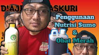 cara penggunaan nutrisi sumo dan obat merah  cara membuat toge