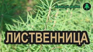 Сеянцы лиственницы сибирской 2-х летка. Саженцы лиственницы в Хвойный дворик - сезон осень 2019