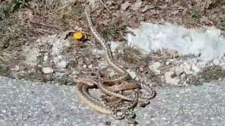 A litter of snakes gathered in the middle of the street Photographed by a passer-by