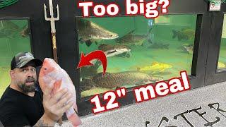 MONSTER FISH FEEDING DID THE ARAPAIMA SWALLOW A 12 TILAPIA WHOLE