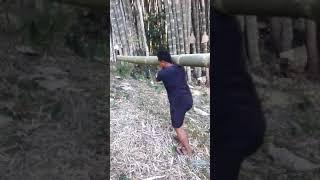 pikul bambu di kebun
