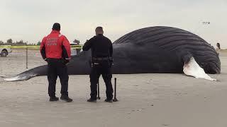 MASSIVE Dead WHALE washed up on Long Island Beach