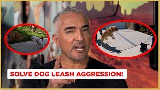 How to Stop Leash Aggression  Dog Nation