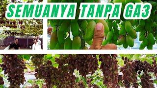 TAK HENTI BERDECAK KAGUM TANPA GA3 SEMUA BUAH ANGGUR DI KEBUN INI BISA BESAR-BESAR DAN BANYAK