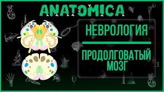 Продолговатый мозг анатомия  Ствол мозга  Неврология