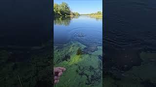 GRANDIOSA pesca en Río crecido