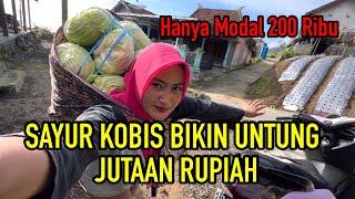 Hanya Modal 200 Ribu Untuk Tanam Sayur Kobis Tapi Untung Banyak