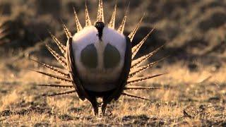 Body-popping sage grouse - Natures Greatest Dancers - BBC