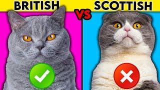 British Shorthair vs Scottish Fold - What You Need To Know