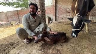Sadi Gaa Sui cow give birth a baby anjum Saroya