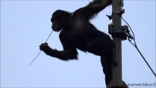 Chimpanzee Gin climbs to the top of a pole Tama Zoo