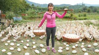 Harvesting Ducks Eggs Goes To Market Sell - Cooking Ducks Egg With Tomato  Free Bushcraft