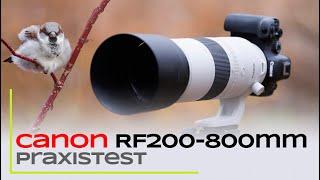 Canon RF200-800mm - Praxistest Autofokus IS und Schärfe