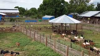 4th Dec 2019 Goat farming in Philippines.