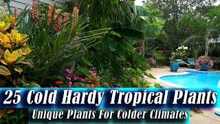 Cold Hardy Tropical Plants  Unique Plants For Cold Climates