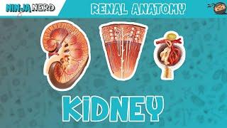 Renal  Kidney Anatomy Model