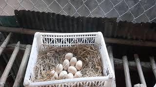 Raising family chickens  AGRI CAMBO 