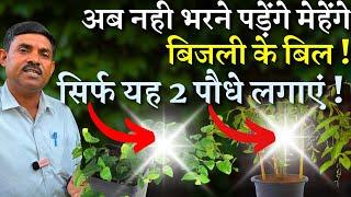 अब नही भरने पड़ेंगे मेहेंगे बिजली के बिल  सिर्फ यह 2 पौधे लगाएं  2 Creeper Plant for your Home