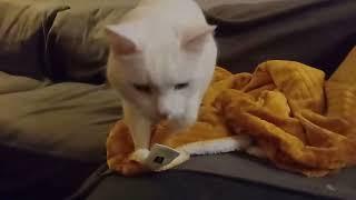 White cat makes biscuits then headbutts the camera