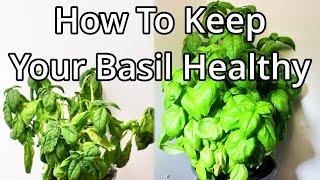 How To Keep Your Store Bought Basil Alive