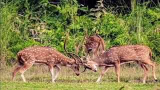 Spotted Deer fighting at Chitwan National Park  animals fighting Wild animals at Chitwan Nepal