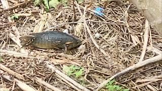 Fish Walking on Land - Climbing Perch Anabas testudineus