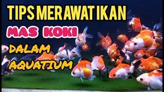 TIPS FOR CARE OF COOKS GOLD FISH IN AQUARIUM