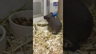 Hairless guinea pigs at Petco ￼ Puerto Rico 