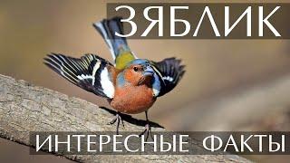 Зяблик - интересные факты Фото Видео Голос птицы