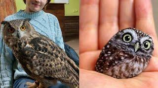 OWL BIRDS- A Funny Owls And Cute Owls Videos Compilation 2021 #007  Funny Pets Life