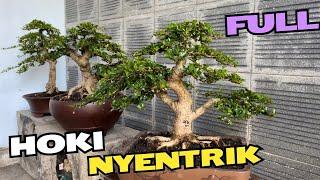 Cek Harga Bonsai. Hoki Ful Di Mas Reza Kempas Kempis