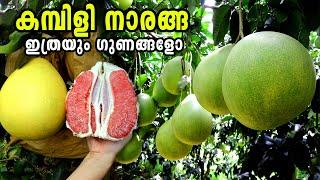 കമ്പിളി നാരങ്ങ വെച്ചുപിടിപ്പിക്കാംPomelo Tree MalayalamBabloos NarangaCitrus MaximaKambiliOrange