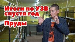 Итоги года по выращиванию и содержанию Австралийского рака Пруды.