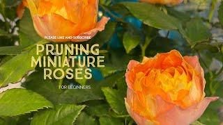 Miniature Rose Pruning and CareHow to Grow Roses and Transplant