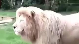 Lion funny by ambreesh aatray