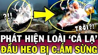 Xôn xao clip CÁ HEO đột biến đúng NGHĨA ĐEN khiến CĐM đua nhau truy danh tính  Tin Việt 2 Phút