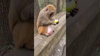 funny monkey videosfunny monkeymonkey videosfunny monkeysmonkey video