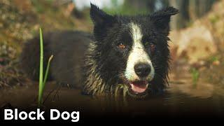 A tree planters best friend  Block Dog Official Documentary Trailer