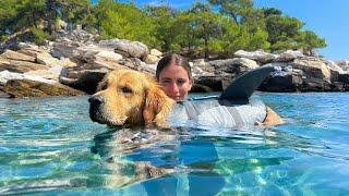 Golden Retriever First Time at The Sea