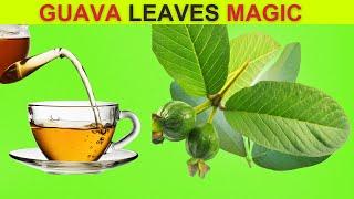 Incredible Benefits of Guava Leaves  11 Reasons To Drink