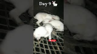 Cute Rabbit Babies Day 9  #viral #rabbit #shorts #bunny #chicken #subscribe #bonding #animals