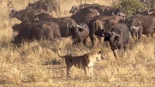 lions take down one big buffalo video